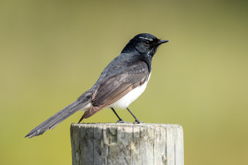 Willie Wagtail in Australia