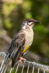 Red Wattlebird in Australia