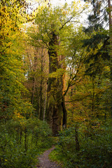 Obraz premium Die Tausendjährige Eiche im Herbst, Schloß Holte-Stukenbrock, Deutschland