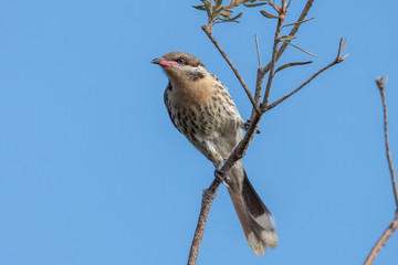 Spiny-cheeked Honeyeater in Australia