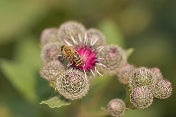 bee collects nectar on a Greater Burdock flower (Arctium lappa), soft background, macro view. bee on the flower Great Burdock (Arctium lappa).