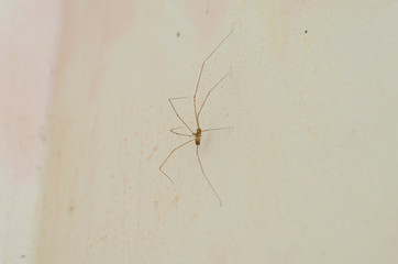 Cellar Spider On Wall