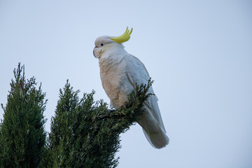 Sulphur-crested Cockatoo in Australia