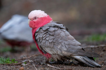 Galah in Australia
