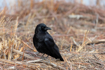 American Crow in Golden Grass 