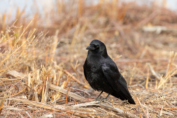 American Crow in Golden Grass 