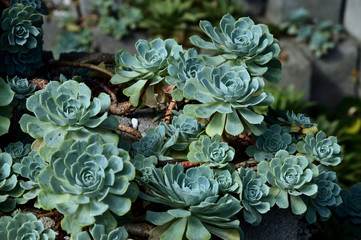 group of green echeveria elegans plants