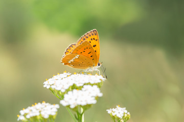 female Butterfly Sooty Copper (Lycaena tityrus) side view, blurred background, beautiful bokeh