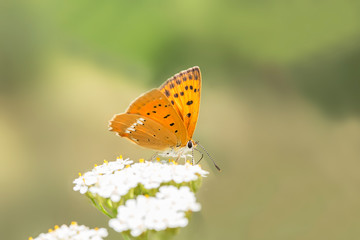 Obraz premium female Butterfly Sooty Copper (Lycaena tityrus) side view, blurred background, beautiful bokeh