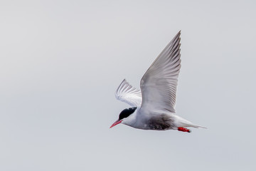 Whiskered Tern in Australia