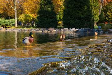 The ducks on a pond in the autumn park