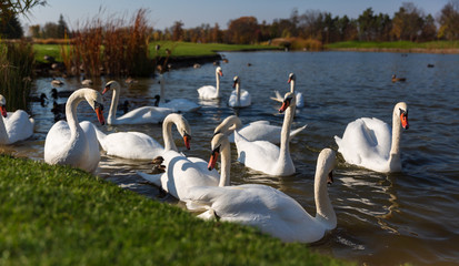 White beautiful swans on the lake © markovael