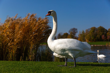 White beautiful swan near the lake 