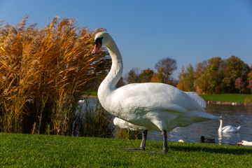 The white beautiful swan om the green grass near a lake in the autumn park