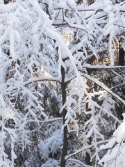 Tree branches covered in snow - obrazy, fototapety, plakaty