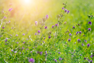 Blooming purple flowers. Alfalfa also called lucerne and Medicago sativa field in summertime on brighr sunlight with bokeh effect background