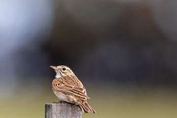 Australasian Pipit in Australia