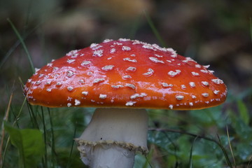 Giftiger Fliegenpilz