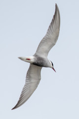 Whiskered Tern in Australia