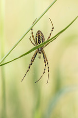 Wasp Spider (Argiope bruennichi) in the spider net in nature, blurred background.