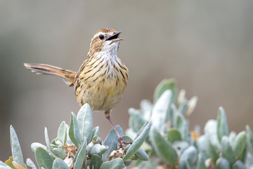 Striated Fieldwren in Australia