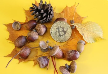 Crypto autumn bitcoin acorns leaves located on a yellow background