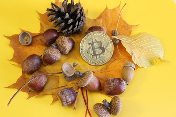 Crypto autumn bitcoin acorns leaves located on a yellow background
