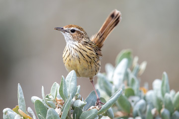 Striated Fieldwren in Australia