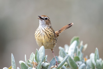 Striated Fieldwren in Australia