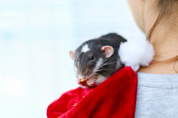 Christmas greay and white rat - a symbol of the new year 2020 sits on the shoulder of the girl on the red cap of Santa Claus and nibbles a nut
