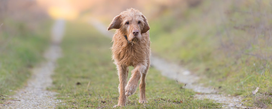 One Magyar Vizsla 13 years old. old dog runs in the fall over a meadow in backlight in the evening