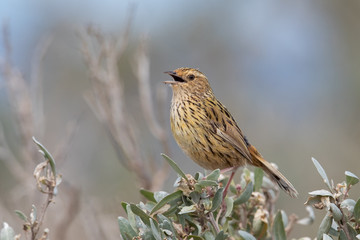 Striated Fieldwren in Australia