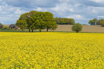 Rapsfeld