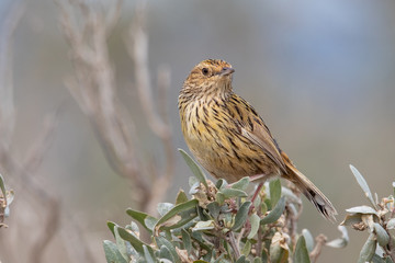 Striated Fieldwren in Australia