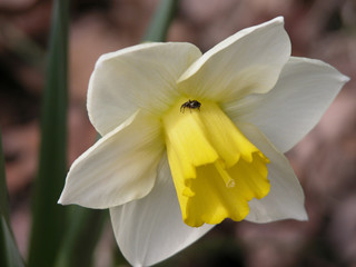 daffodil in the garden with bug
