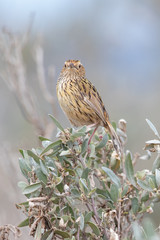 Striated Fieldwren in Australia