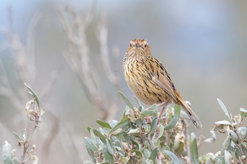 Striated Fieldwren in Australia