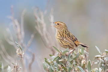 Striated Fieldwren in Australia