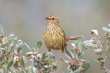 Striated Fieldwren in Australia