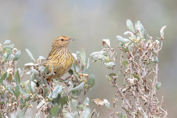 Striated Fieldwren in Australia
