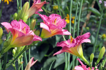 flowers in the garden
