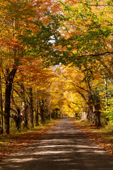 Fototapeta na wymiar Secluded Narrow Lane Road Tree Leaves Autumn Season Fall Colors