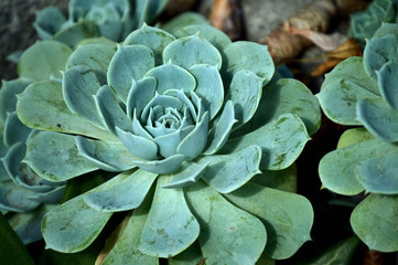 detail of echeveria elegans plant