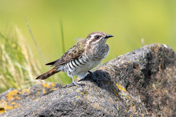Horsfield's Bronze Cuckoo in Australia