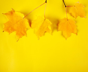 Yellow maple leaves on yellow background, copy space