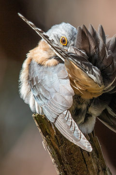 Fan-tailed Cuckoo In Australia