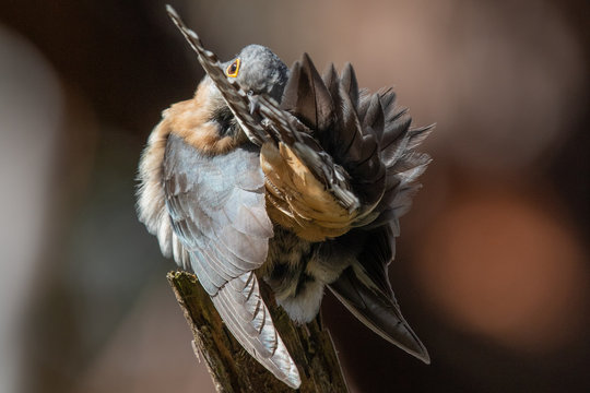 Fan-tailed Cuckoo In Australia