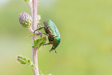 Imago Rose chafer (Cetonia aurata) in natural environment, closeup, blurred background. 