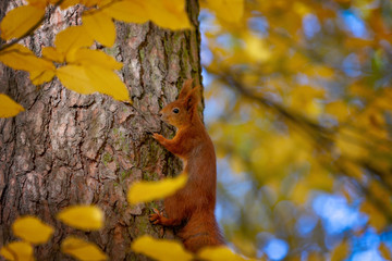 Słodka wiewiórka w naturalnym parku w ciepłym świetle poranka - obrazy, fototapety, plakaty