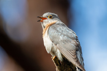 Fan-tailed Cuckoo in Australia